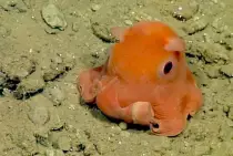 octopus1.jpg