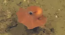 octopus2.jpg