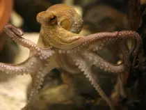 octopus5.jpg