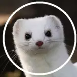 cat.jpg