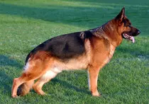 Cane_da_pastore_tedesco_adulto.jpg