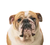 layouts/bulldog.png