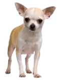 layouts/chihuahueño.png