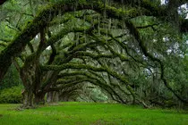 trees.jpg