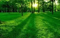 img/bosque.jpg