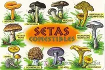 entrega_obligatoria2/media/imagenes/setas.jpg
