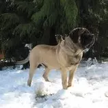 imagenes1/perro1000.jpg