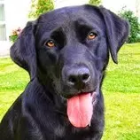 imagenes1/perro1100.jpg