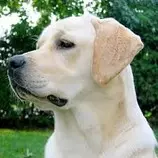 imagenes1/perro300.jpg
