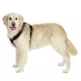 imagenes1/perro800.jpg