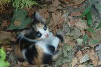 documents/cat-1188492.jpg