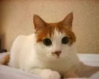 documents/cat-1404368.jpg