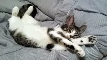 documents/comfortable-cat.jpg