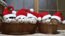 documents/meows.gif