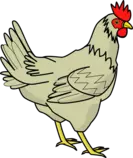 14181-chicken-vector.png