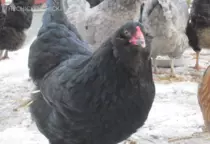 Ameraucana BLACK url 1-22-12 (13) finished.png