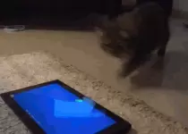 img/catoo.gif