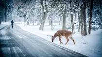 images/snow-winter-christmas-deer_ce3mum_c_scale,w_1299.jpg