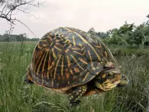 images/turtle-before.jpg