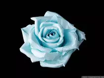 light-blue-roses-light-blue-roses-wallpapers-1600x1200.jpg