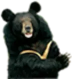 bear-2.png