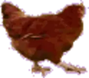 chicken-ani.gif