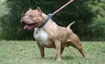 pitbull.jpeg