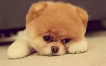 puppy.jpg