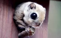 SUPERCUTESQUIRREL.JPG.jpg