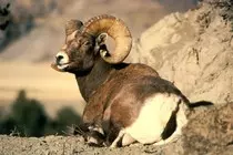 images/ram 1.jpg