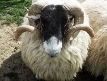 images/sheep-381051_960_720.jpg