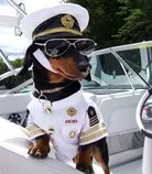 dog1.jpg