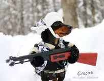 dog2.jpg