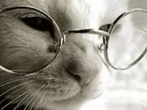 img/el-gato-con-gafas.jpg