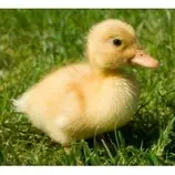 imgs/babyDuck.jpg