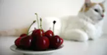 P2P/Mod2/img/alimentacion.png