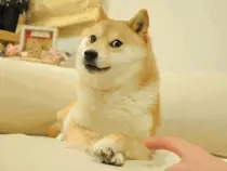 images/doge.gif