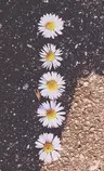 imagenes/flores.jpg