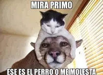 imagenes/gato.jpg