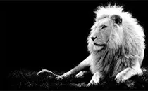 imagenes/leon foto en blanco y negro.jpg