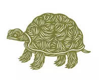 ts/img/turtle_2.jpg