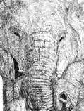 Elefante.jpg