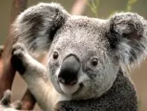 Modulo2/Koala15.jpg