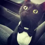 Mr.Cat1.png