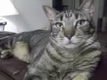 Ms.Cat.png