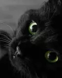 mr.cat2.jpg