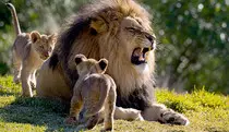 lion_01.jpg