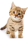 cat.png