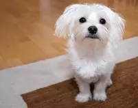 dog-1158929_960_720.jpg
