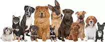 file_2153_column_popular-dog-names.jpg